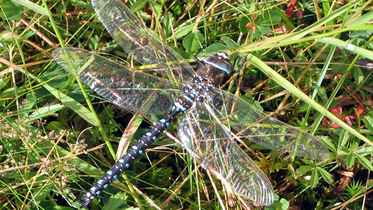 AESHNA-JUNCEA-Common-Hawker - right click on image to get a new window displaying a 1920x1080 image to download