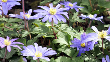 Flower-Anemone