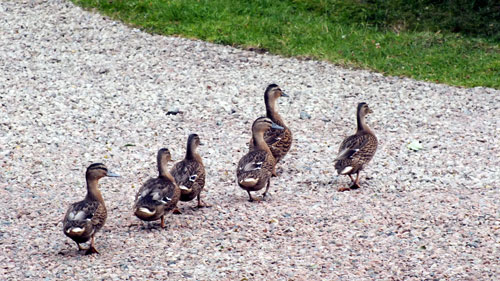 Young Mallards walking back to the pond