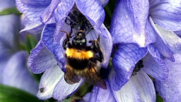 Bombus ? - Bee - right click on image to get a new window displaying a 1920x1080 image to download