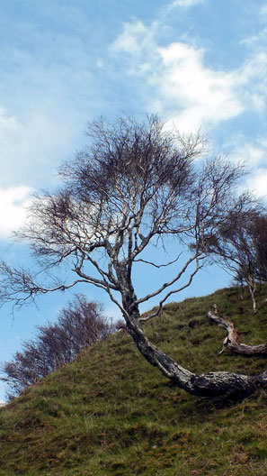 Wind blown tree on a slope