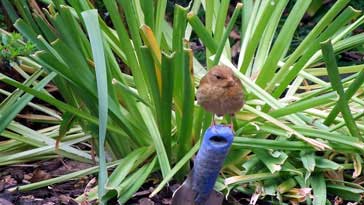 Juvenile Robin (Fawn sport) - right click on image to get a new window displaying a 1920x1080 image to download