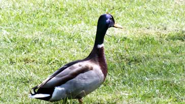 Male Mallard - right click on image to get a new window displaying a 1920x1080 image to download