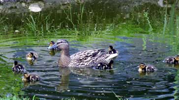 Mother and ducklings