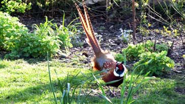 Cock Pheasant - right click on image to get a new window displaying a 1920x1080 image to download