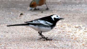 Pied Wagtail - right click on image to get a new window displaying a 1920x1080 image to download