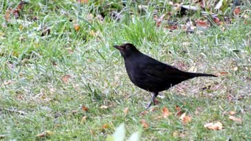 Black Bird - Cock