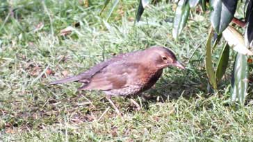 Hen Blackbird - right click on image to get a new window displaying a 1920x1080 image to download