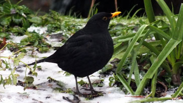 Cock Blackbird - right click on image to get a new window displaying a 1920x1080 image to download