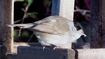 Blackcap