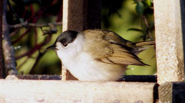 Blackcap