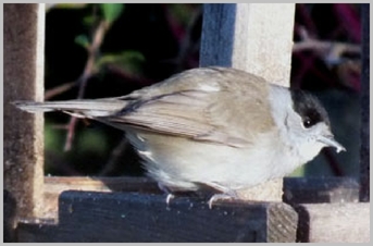 Blackcap