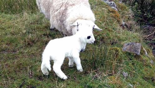 Blackeyed Susie is a North Country Cheviot, a native of the Scottish Highlands. Picture supplied by Gordon Urquhart 