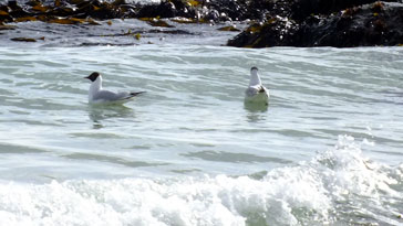 Black Headed Gulls - right click on image to get a new window displaying a 1920x1080 image to download