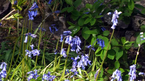 British Bluebells