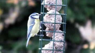 Blue Tit - right click on image to get a new window displaying a 1920x1080 image to download