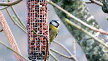 Blue Tit - right click on image to get a new window displaying a 1920x1080 image to download