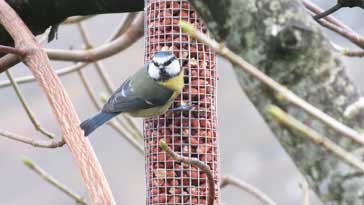 Blue Tit - right click on image to get a new window displaying a 1920x1080 image to download