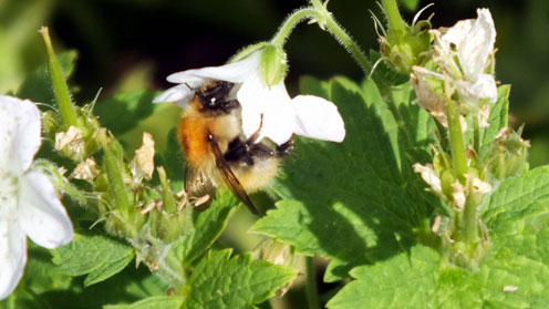 Buff Tailed Bumble Bee