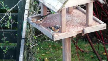 Brambling