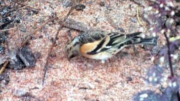 Brambling