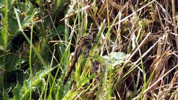 Brown Hawker