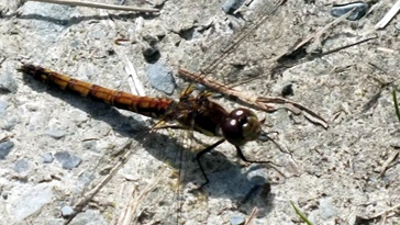 Brown Hawker