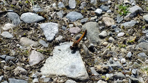 Brown hawker Dragonfly