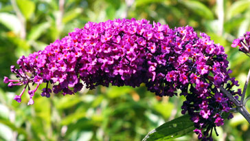 Buddleia - purple