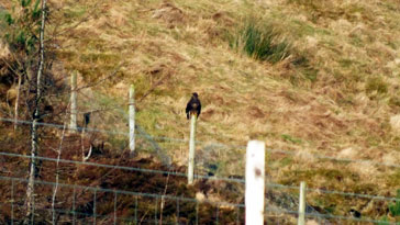 Buzzard resting on a Post - right click on image to get a new window displaying a 1920x1080 image to download