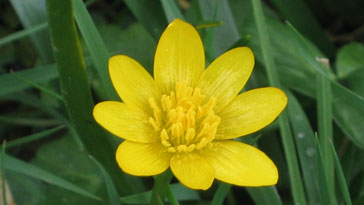 Flower - Celadine