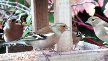 Chaffinch - right click on image to get a new window displaying a 1920x1080 image to download