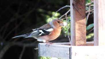 Male Chaffinch - right click on image to get a new window displaying a 1920x1080 image to download