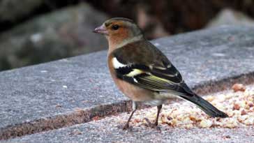 Chaffinch - right click on image to get a new window displaying a 1920x1080 image to download