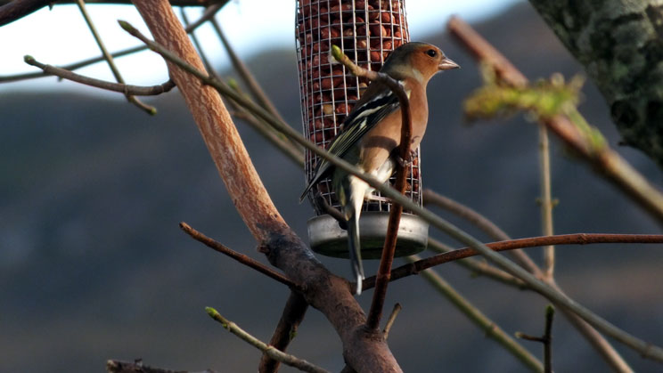 Chaffinch - right click on image to get a new window displaying a 1920x1080 image to download