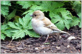 Chaffinch (silver sport)