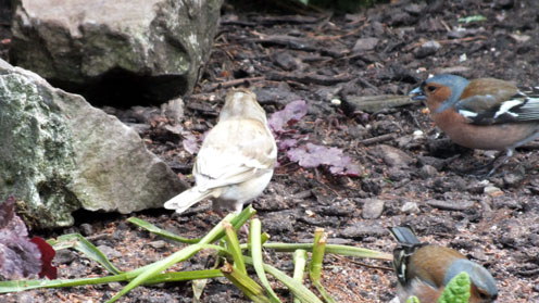 Chaffinch (comparing Silver sport to normal) Hen