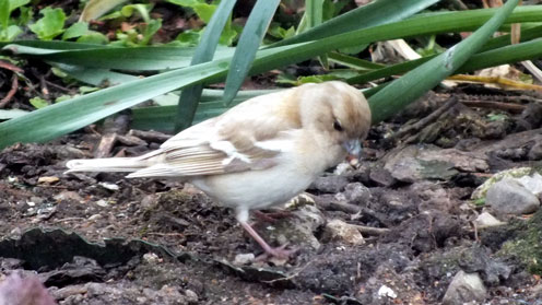 Chaffinch (Silver sport) hen