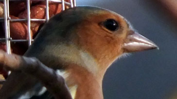 Close up of cock Chaffinch - right click on image to get a new window displaying a 1920x1080 image to download
