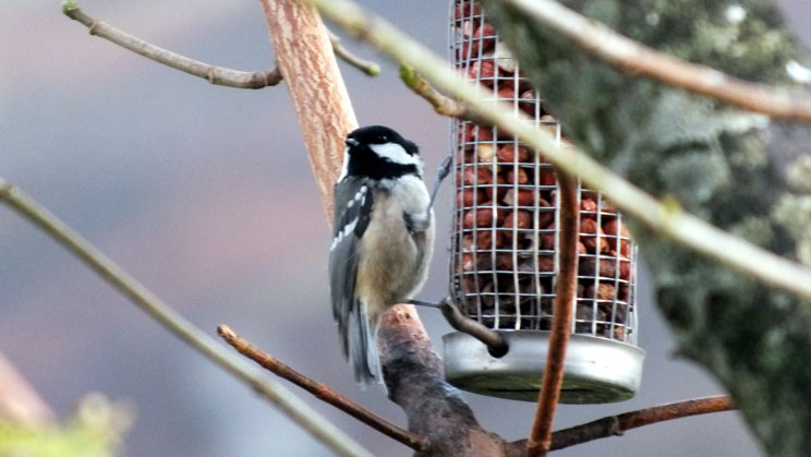 Coal Tit - right click on image to get a new window displaying a 1920x1080 image to download