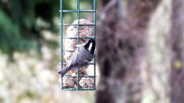 Coal Tit