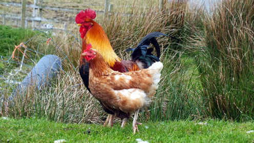 Chicken - Cock & Hen