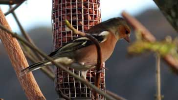 Chaffinch - right click on image to get a new window displaying a 1920x1080 image to download