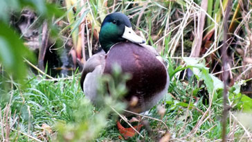 Male Mallard - right click on image to get a new window displaying a 1920x1080 image to download