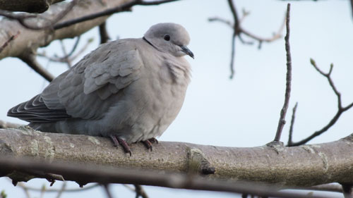 Collared Dove