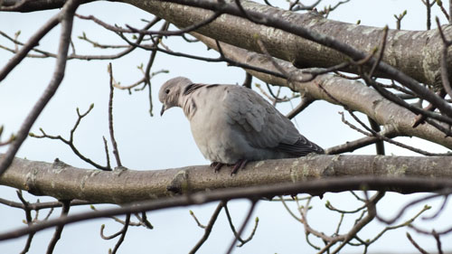 Collared Dove