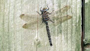 Golden Ringed Hawker