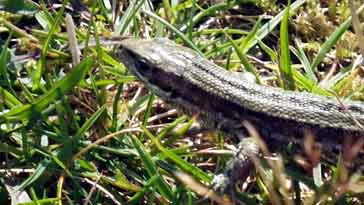 Common Lizard - right click on image to get a new window displaying a 1920x1080 image to download