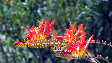 Crocosmia