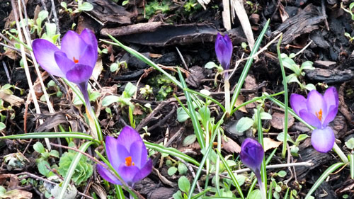 Crocus